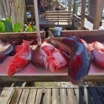 Snapper fishing