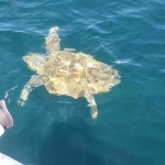 pensacola inshore charter