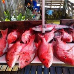 charter boat fishing penascola fl