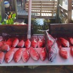 charter boat fishing in pensacola fl