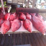 florida offshore fishing charter